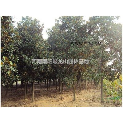 廣玉蘭 河南廣玉蘭 廣玉蘭基地 南陽廣玉蘭 廣玉蘭價格