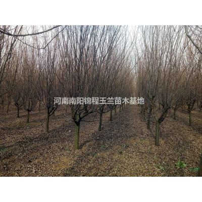 紅玉蘭、紫玉蘭、廣玉蘭、望春玉蘭、白玉蘭、黃玉蘭、二喬玉蘭等