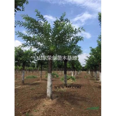 供應黃金槐 速生國槐 原生國槐 金枝槐 國槐批發 大規格國槐