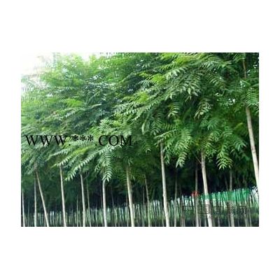 南陽樹樁月季量大優(yōu)惠/紅玉蘭/白玉蘭/紫玉蘭/廣玉蘭供應(yīng)