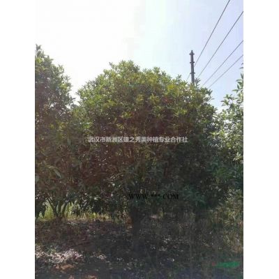 廣玉蘭