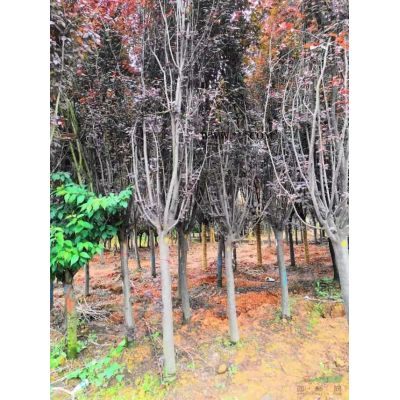 湖南龜甲冬青球 本苗圃大量出售1米龜甲冬青球 長沙龜甲冬青球