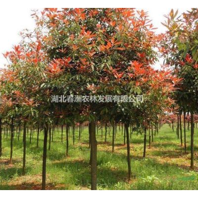 廣玉蘭價格 廣玉蘭圖片 廣玉蘭產地 廣玉蘭供應苗木苗圃基地