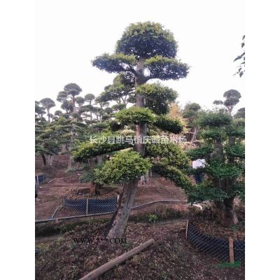 欏木石楠樁，湖南欏木石楠，造型欏木石楠，欏木石楠樁價(jià)格