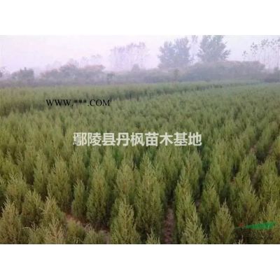 鄢陵丹楓苗木現大量供應絲棉木
