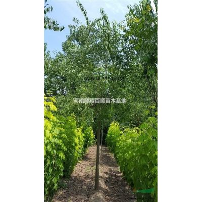 河南鄢陵供應(yīng)1-12公分精品紫葉李