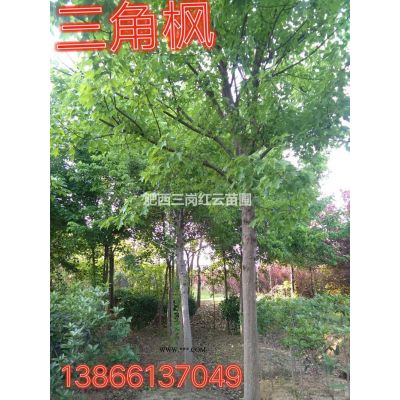 廣玉蘭 安徽廣玉蘭 廣玉蘭基地