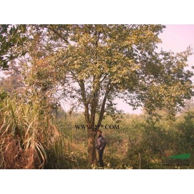江西紅豆杉，九江紅豆杉。高1米以上地徑1公分可帶土球量大從優