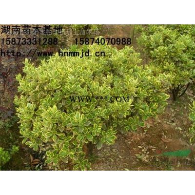 精品桂花球  瀏陽(yáng)市澤云苗木種植專(zhuān)業(yè)合作社桂花球供應(yīng)