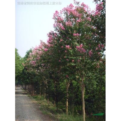 湖南瀏陽(yáng)廣玉蘭，廣玉蘭供應(yīng)