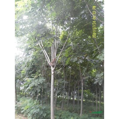 河南南陽(yáng)供應(yīng)2-30廣玉蘭