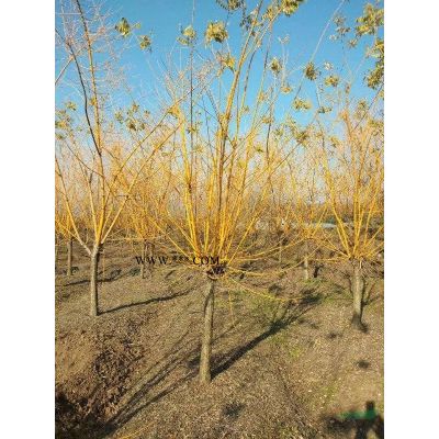 櫻花3-25公分?jǐn)?shù)量多質(zhì)量好，日本晚櫻，日本櫻花，日本早櫻
