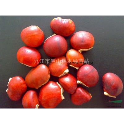 供應(yīng)廣玉蘭苗