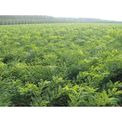 河南南陽(yáng)供應(yīng)玉蘭種子 辛夷種子