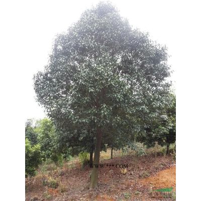 廣玉蘭：廣玉蘭價格生產基地供應15公分精品廣玉蘭當前市場行情