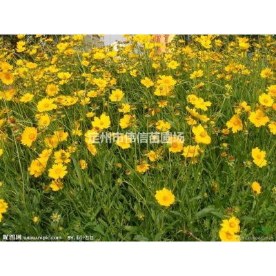 嫩枝棣棠，河北棣棠，保定棣棠，定州棣棠