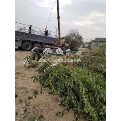 虎皮蘭圖片\虎皮蘭報價