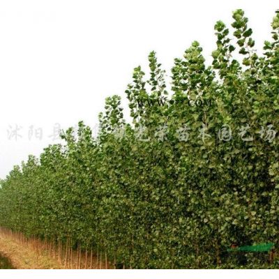 江蘇廣玉蘭，紫玉蘭，白玉蘭，黃玉蘭新價(jià)格