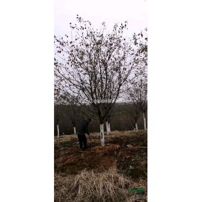 優質特價冠5米叢生香泡 江西叢生香泡農戶產地直銷