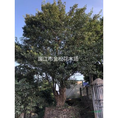 常年中東海棗、銀海棗、中東海棗樹林刺葵大量質優價美