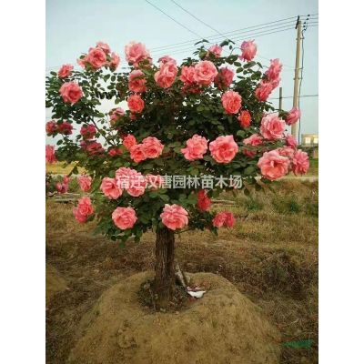 苗圃直銷紅梅、美人梅、榆葉梅、臘梅、垂梅等各種梅花