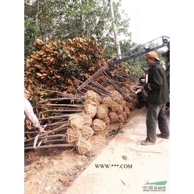 湯泉泉西廣玉蘭價格，廣玉蘭貨源充足質(zhì)優(yōu)價廉