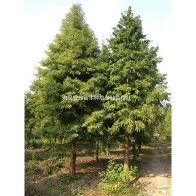 落羽杉行情報價/落羽杉圖片展示