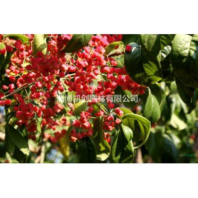 長(zhǎng)壽命大喬木樹種*——皂角