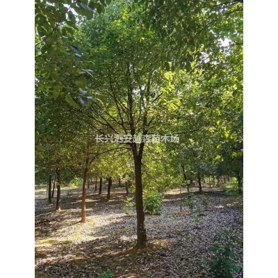 浙江紅梅 15-25公分湖州紅梅批發(fā)/供應(yīng)