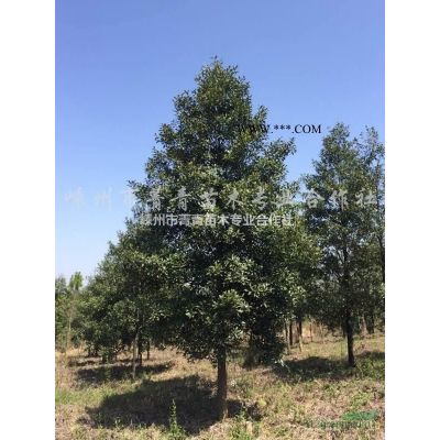 廣玉蘭供應/廣玉蘭價格/廣玉蘭基地/
