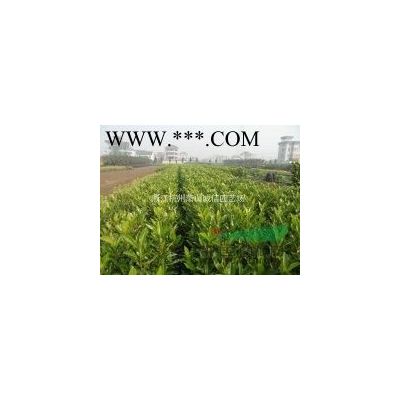 出售金姬小蠟、合歡，香樟、樸樹(shù)、紫玉蘭、廣玉蘭、三角楓、楓香