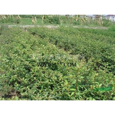 大批量供應廣玉蘭、白玉蘭，紫玉蘭、黃玉蘭