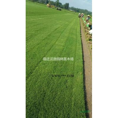 出售  精品廣玉蘭【別名荷花玉蘭】