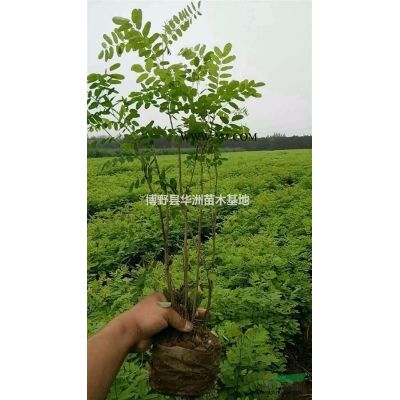 造型金葉榆基地，一手貨源