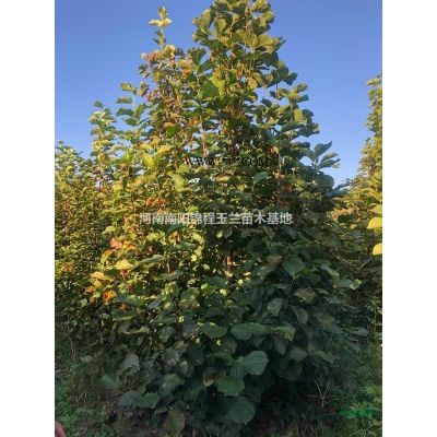 20公分流蘇，15公分流蘇，10公分流蘇，低分枝流蘇，叢生流蘇