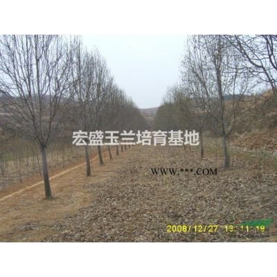 河南廣玉蘭