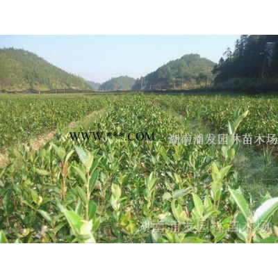 廣玉蘭-廣玉蘭價格-批發(fā)荷花玉蘭樹