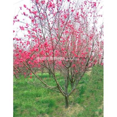 山西8公分北欒價(jià)格·山西10公分北欒樹·山西12公分欒樹價(jià)格