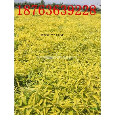 天天開自產(chǎn)自銷 天天開種植基地 天天開800萬低價處理