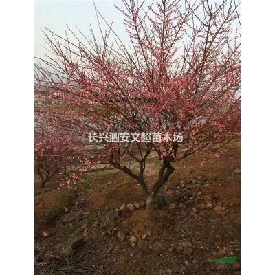 長興供應8-12公分精品紅白廣玉蘭上車價格圖片