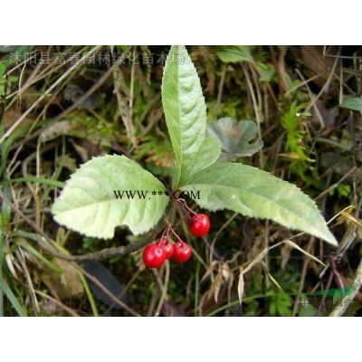 廣玉蘭、廣玉蘭基地、廣玉蘭苗、沭陽(yáng)廣玉蘭基地