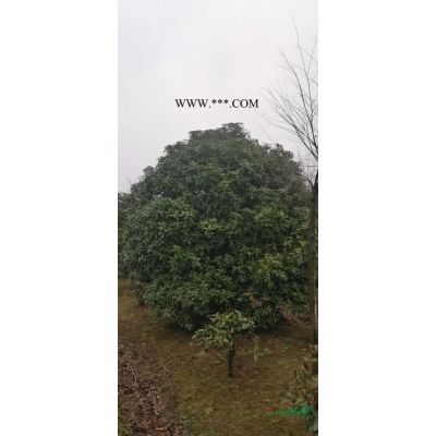 精品桂花供應(yīng)