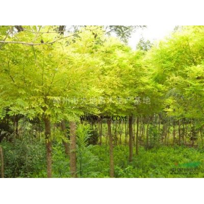 嵊州玉蘭只之鄉(xiāng)/玉蘭報(bào)價(jià)