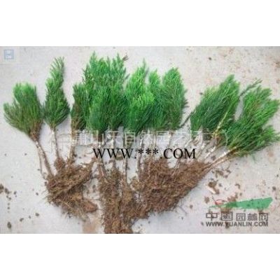 龍柏球 P80-150