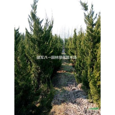 大小規格龍柏 龍柏價格 江蘇龍柏基地