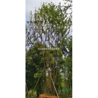 2至30公分樂(lè)昌含笑，景葉白蘭，含笑樹(shù)