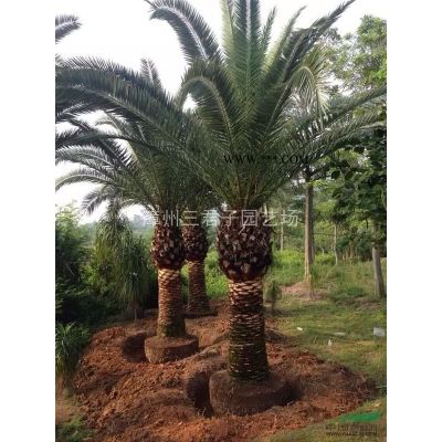 福建漳州棕櫚科研究基地 專業種植加拿利海棗
