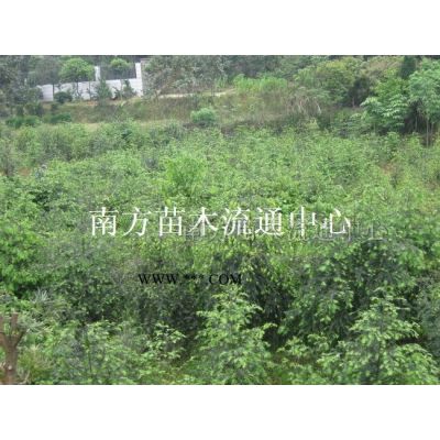 棕櫚、唐棕櫚、湖南棕櫚