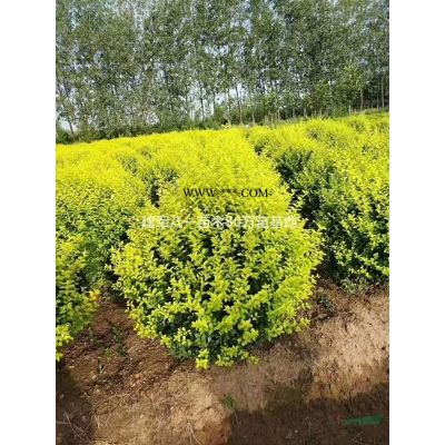 江蘇[產(chǎn)品]/江蘇紅葉石楠球 江蘇毛球 精品紅葉石楠球價格/報價