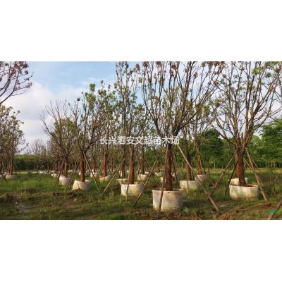 全冠精品紅葉石楠/紅葉石楠基地/產品報價批發供應求購